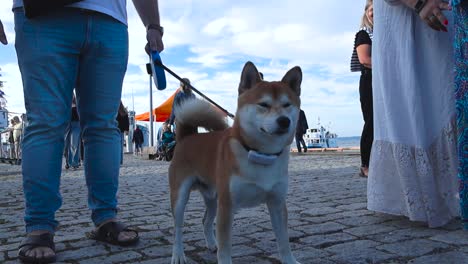 Das-Filmmaterial-Zeigt-Menschen,-Die-An-Einem-Schönen-Sommertag-Und-Bei-Sonnenschein-In-4K-Auflösung-Spazieren-Gehen,-Und-Einen-Shiba-Inu-Hund,-Der-Sich-In-Zeitlupe-In-Einem-Hafen-Umschaut,-Wo-Ein-Festival-Stattfindet