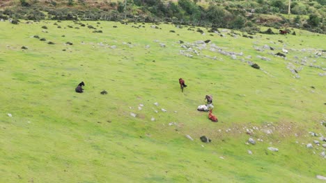 Wild-horses-are-standing-or-laying-on-a-green-meadow-between-rocks-on-a-hill,-relaxing-in-the-sun,-copy-space-in-slow-motion,-brown,-white-and-black-colors