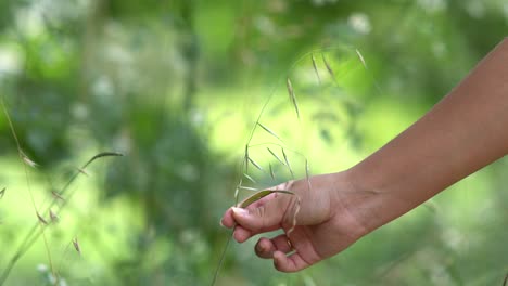 Una-Mano-Agarrando-Una-Planta-En-España-Que-Se-Pega-A-La-Ropa.