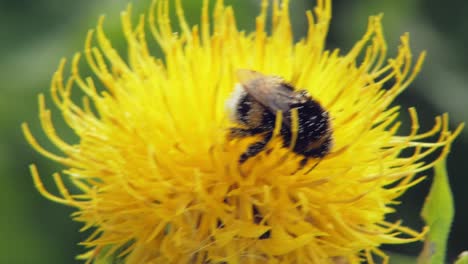 Eine-Makro-Nahaufnahme-Einer-Hummel-Auf-Einer-Gelben-Blume,-Die-Nach-Nahrung-Sucht