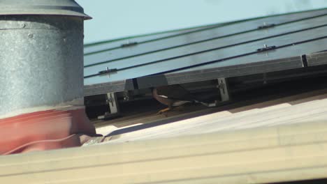 Pájaro-Miná-Indio-Común-Caminando-Sobre-Un-Tejado-Con-Chimenea-Y-Paneles-Solares-Durante-El-Día,-Australia,-Gippsland,-Victoria,-Maffra