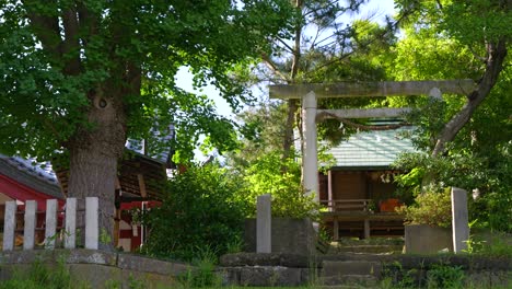 Filmischer-Zeitlupen-Schieberegler-über-Shinto-Schreingebäude-Im-Wald