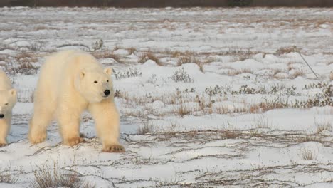 Madre-Osa-Polar-Con-Dos-Cachorros-En-Terreno-Nevado