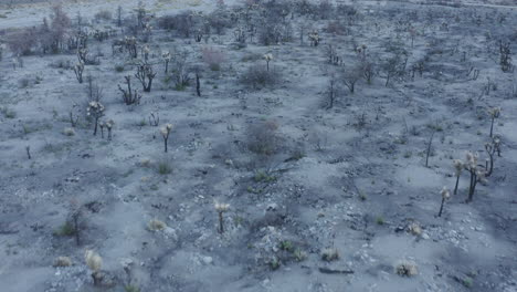 Vista-Aérea-De-Un-Dron-De-Un-área-De-árboles-Quemados-En-El-Parque-Nacional-Joshua-Tree,-Desierto-De-Mojave,-California,-EE.-UU.