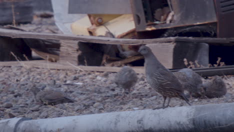 California-Quail-chicks-and-female-resting-in-shady-junk-yard-looking-for-food,-in-slow-motion