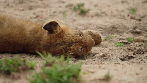 Cachorro-De-León-Tumbado-En-El-Lecho-Arenoso-De-Un-Río-En-El-Desierto-Africano