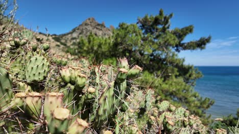 A-close-up-of-prickly-pear-cactus-growing-on-a-hillside-overlooking-the-Black-Sea-in-Crimea,-Russia