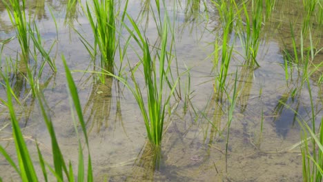 In-Flachen,-Spiegelnden-Teichen-Stehen-Sie,-Reispflanzen,-Zart-Und-Entschlossen