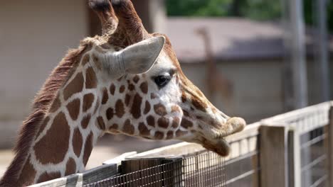 Giraffe-head-and-long-neck-hang-over-wooden-feeding-area-as-it-waits-to-be-fed-at-zoo,-slow-motion