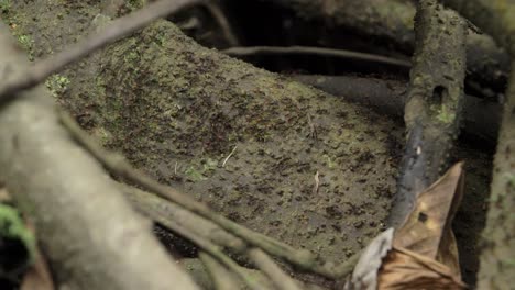 Ants-walking-on-a-tree-root-in-the-jungle-of-Peru-in-South-America