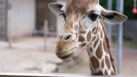 Tele-Umlaufbahn-Um-Die-Vorderseite-Der-Giraffe,-Die-Sich-Albern-Verhält,-Indem-Sie-In-Zeitlupe-Den-Mund-Leckt-Und-Auf-Die-Lippen-Klatscht