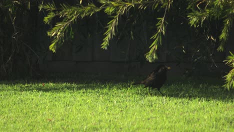 Gemeinsamen-Indischen-Myna-Vögel-Herumlaufen-Garten-Sonnigen-Tag-Australien-Gippsland-Victoria-Maffra