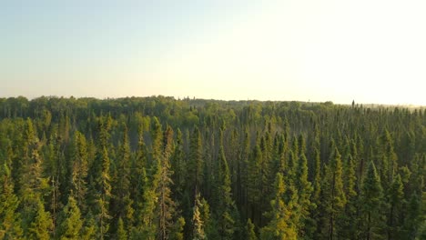 Imágenes-Aéreas-Tomadas-Con-Un-Dron-De-Un-Bosque-Denso-Iluminado-Por-La-Suave-Luz-Del-Amanecer