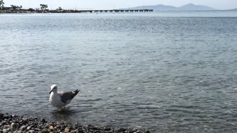 Seagulls-feeding-and-flying-by-the-sea