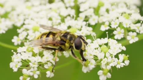 Una-Abeja-Recoge-Polen-De-Una-Flor-Blanca-En-Un-Día-Soleado-De-Verano.