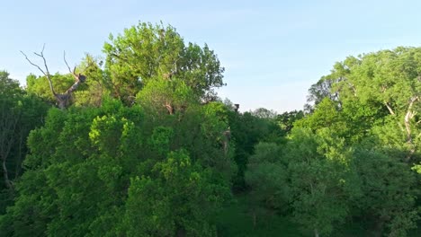 Drone-Volando-Hacia-Un-Nido-De-Cigüeña-Blanca-En-Un-árbol-En-Un-Bosque-De-Llanura-Aluvial