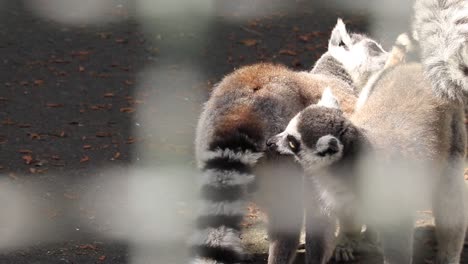 Eine-Gruppe-Kattas,-Die-Im-Zoo-Von-Batumi-In-Georgien-Beobachtet-Wurde,-Ist-Ein-Beispiel-Für-Die-Soziale-Dynamik-Und-Den-Schutz-Von-Primaten-In-Gefangenschaft.