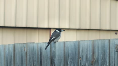 Pájaro-Carnicero-Posado-En-Una-Valla,-Toma-Media-Diurna,-Australia,-Gippsland,-Victoria,-Maffra