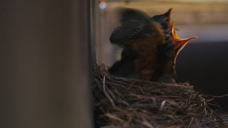 Baby-Rotkehlchen-Warten-In-Ihrem-Nest-Auf-Futter---Nahaufnahme