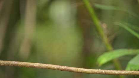 Blauohr-Eisvogel---Alcedo-Meninting,-Kleiner,-Wunderschön-Gefärbter-Eisvogel-Aus-Asien