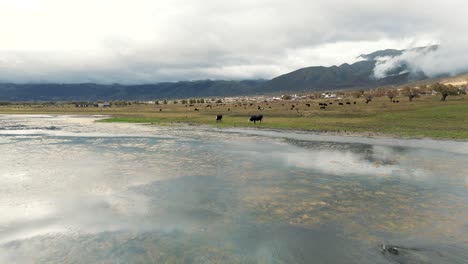 Drone-flight-from-the-lake-to-the-cows,-grazing-on-the-shore,-cloudy-mountains-around,-low-flight,-province-of-Tucumán,-Argentina,-with-copy-space