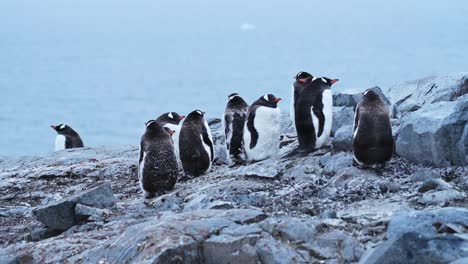 Nevando-En-Una-Colonia-De-Pingüinos-En-Una-Ventisca-De-Nieve-En-La-Antártida,-Muchos-Pingüinos-Papúa-Acurrucados-En-Un-Gran-Grupo-Visto-En-La-Península-Antártica,-Vida-Silvestre,-Naturaleza-Y-Animales,-Vacaciones-En-Rocas-Rocosas