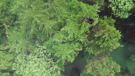 Aerial-view-of-dense,-lush-green-forest-with-a-variety-of-trees-with-dense-green-foliage-in-a-tropical-region,-featuring-oaks,-pines,-cypress,-and-a-curved-road-on-the-subtropical-forests-of-Guatemala