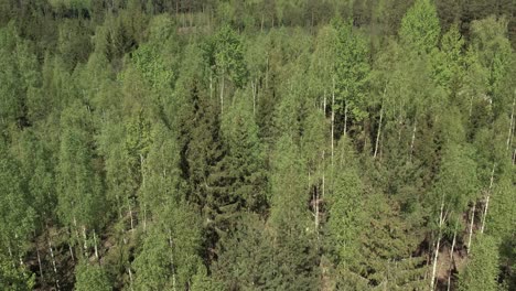 Una-Impresionante-Vista-Aérea-De-Densos-Bosques-De-Pinos-En-Letonia-Capturada-Por-Un-Dron