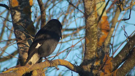 Pied-Currawong-Thront-Auf-Einem-Baum-Ohne-Blätter-Und-Schaut-Sich-Tagsüber-In-Der-Goldenen-Stunde-Um,-Australien,-Gippsland,-Victoria-Maffra,-Aus-Nächster-Nähe