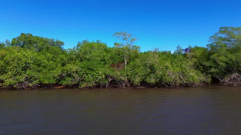 Lateral-movement-with-a-view-of-the-mangroves-on-the-estuary