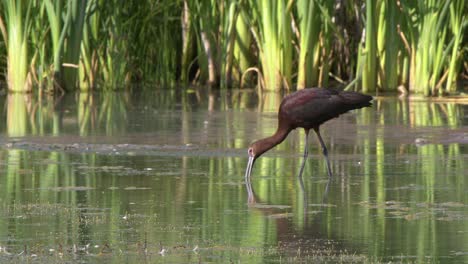 Der-Lange-Gebogene-Schnabel-Eines-Weißwangenibis-Sucht-Im-Flachen-Teich-Nach-Nahrung