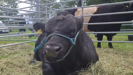 Toro-Grande-Comiendo-Comida-En-Una-Jaula,-Primer-Plano