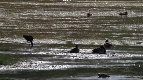 Silhouette-Des-Ibis-Wasservogel-Watet-In-Gespenstischen-Feuchtgebiet-Zwischen-Enten