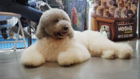 Labradoodle-Hund-Liegt-Auf-Dem-Boden-Am-Veranstaltungsort-Des-Pet-Festivals-In-Tangerang-Selatan,-Indonesien