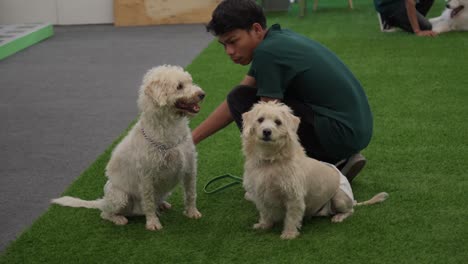 Dutch-Smoushond-Dog-Looking-At-Camera-While-Sitting-On-Turf-With-Indonesian-Man-And-Another-Dutch-Smoushond-Dog