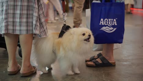 Perro-Pomerania-Blanco-En-Arnés-Ladrando-En-El-Lugar-Interior