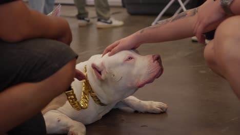 Persona-Acariciando-A-Un-Pitbull-Con-Un-Collar-De-Perro-Con-Cadena-De-Oro-En-El-Lugar-Del-Festival-De-Mascotas-En-Tangerang-Selatan,-Indonesia