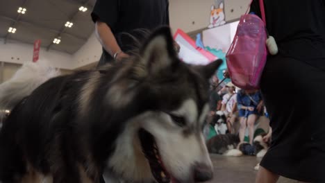 Wolliger-Siberian-Husky-Mit-Besitzer-Besucht-Haustierfest-In-Tangerang-Selatan,-Indonesien