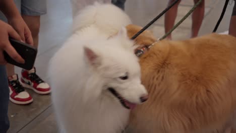 Perros-Golden-Retriever-Y-Samoyedo-Blanco-En-El-Festival-De-Mascotas-En-La-Exposición-De-Convenciones-De-Indonesia-Bsd-City