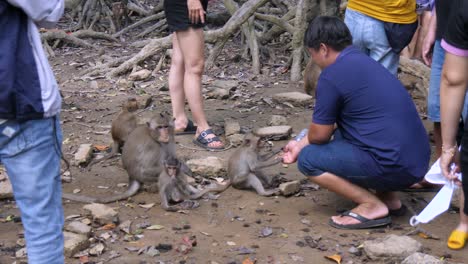 Family-groups,-people-sightseeing,-monkey-habitat,-tropical-tourism