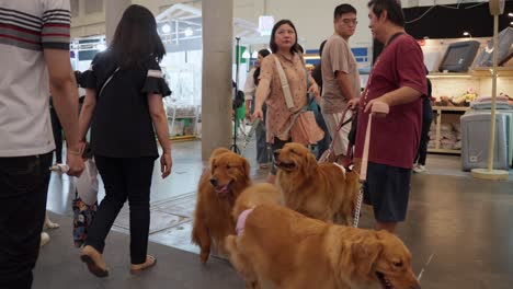 Golden-Retrievers-Con-Sus-Dueños-En-Pet-Fest-En-Ice-Bsd-City,-Tangerang,-Indonesia