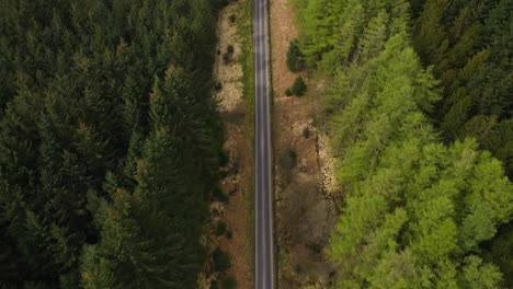 Aerial-top-down-view-of-road-going-through-pine-tree-forest