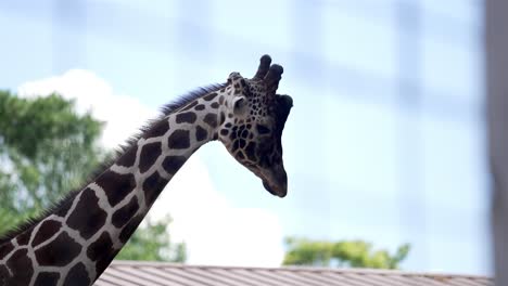 Backlit-profile-view-of-giraffe-against-blue-sky-from-behind-out-of-focus-fence