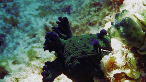 Un-Hermoso-Nudibranquio-Nembrotha-Milleri-Verde-Y-Negro-Colgando-Del-Arrecife-De-Coral-Bajo-La-Fuerte-Corriente-Oceánica