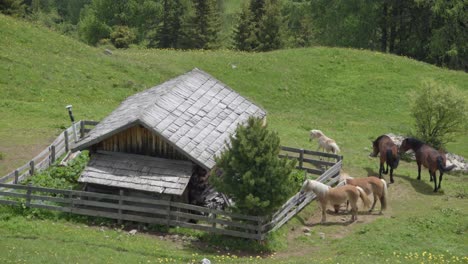 A-small-stable-of-horses-graze-near-a-wooden-hut-in-a-pasture-above-Toblach---Dobbiaco,-Dolomites,-South-Tyrol,-Italy