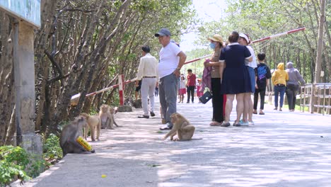 Monkeys-entertaining-groups-of-visitors,-Monkey-Island,-wildlife-sanctuary