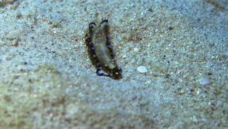 Eine-Unglaubliche-Unterwasseraufnahme-Einer-Farbenfrohen-Meeresschnecke-Vom-Typ-Tubulophilinopsis-Reticulata,-Die-Auf-Dem-Sandigen-Meeresboden-Kriecht-Und-Auf-Ihrem-Körper-Schleim-Bildet,-Auf-Dem-Sandkörner-Gleiten