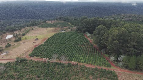 Panoramic-aerial-view-of-a-small-plot-of-yerba-mate-plants-in-Argentina,-between-the-provinces-of-Corrientes-and-Misiones