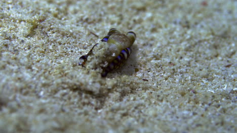 Eine-Wunderschöne-Meeresschnecke-(tubulophilinopsis-Reticulata)-Sondert-Schleim-über-Ihren-Körper-Ab,-Um-Sich-In-Den-Sand-Einzugraben