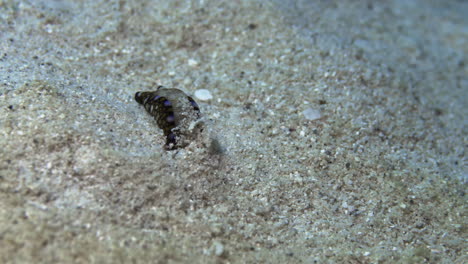 Eine-Einzigartige-Unterwasseraufnahme-Einer-Farbenfrohen-Meeresschnecke-(tubulophilinopsis-Reticulata),-Die-Sich-Ihren-Weg-In-Den-Sandboden-Des-Ozeans-Gräbt